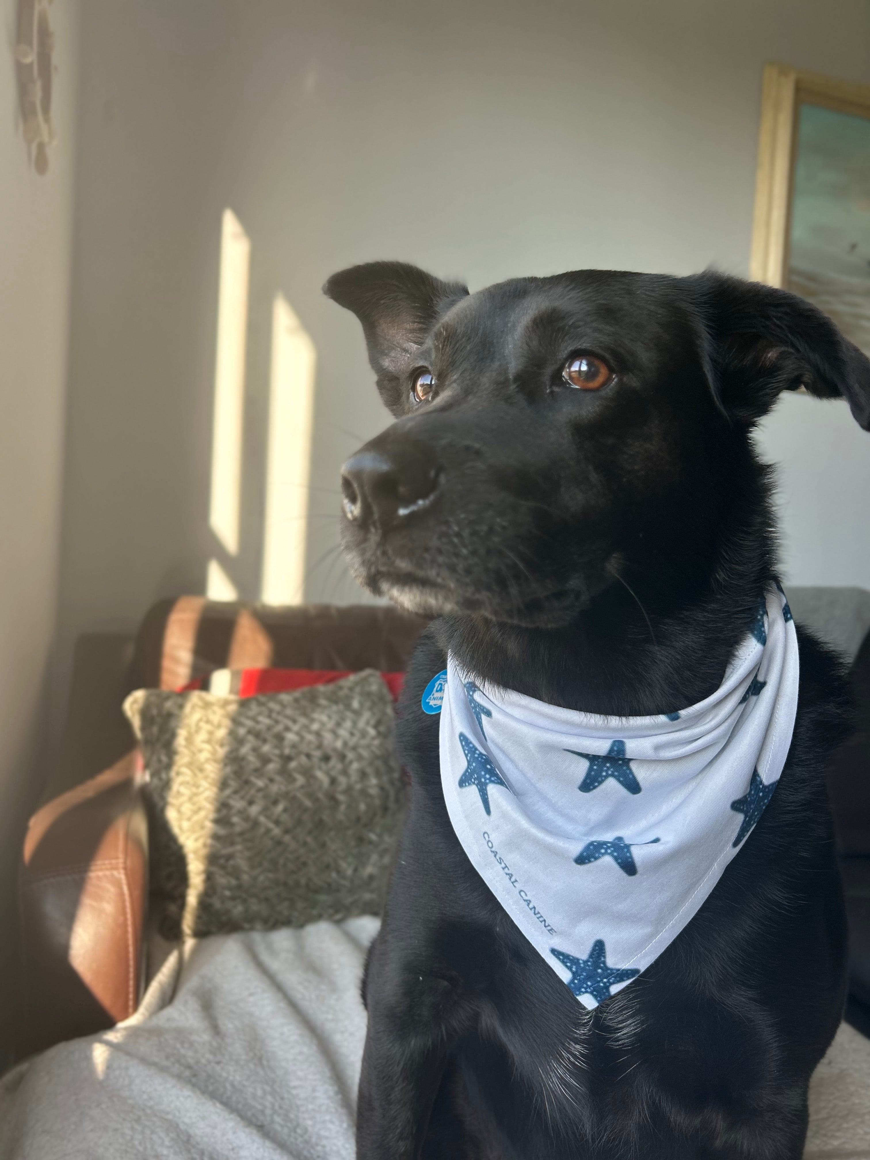 Starfish Themed Dog Bandanna