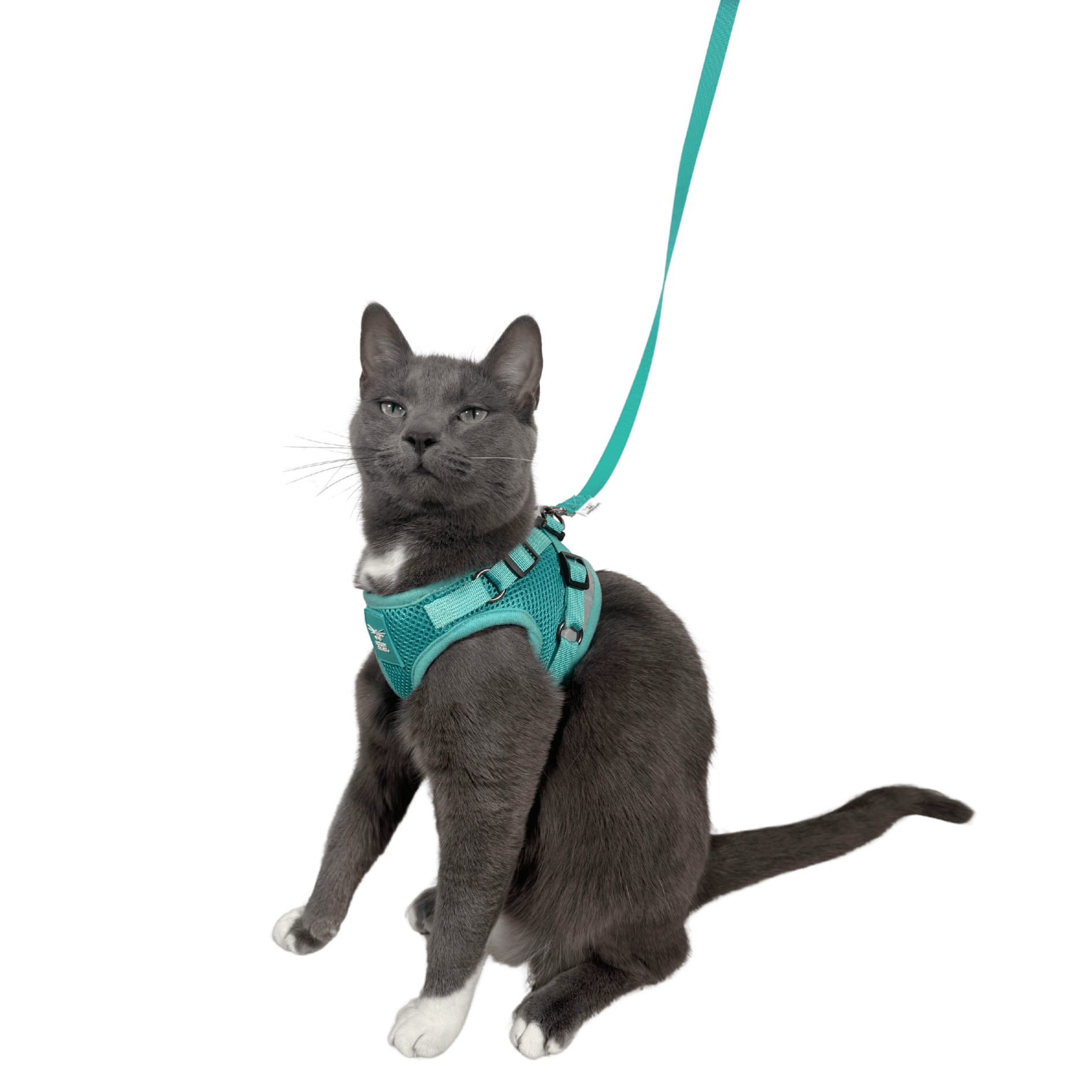 The Jackson Galaxy x Travel Cat Harness & Leash Set