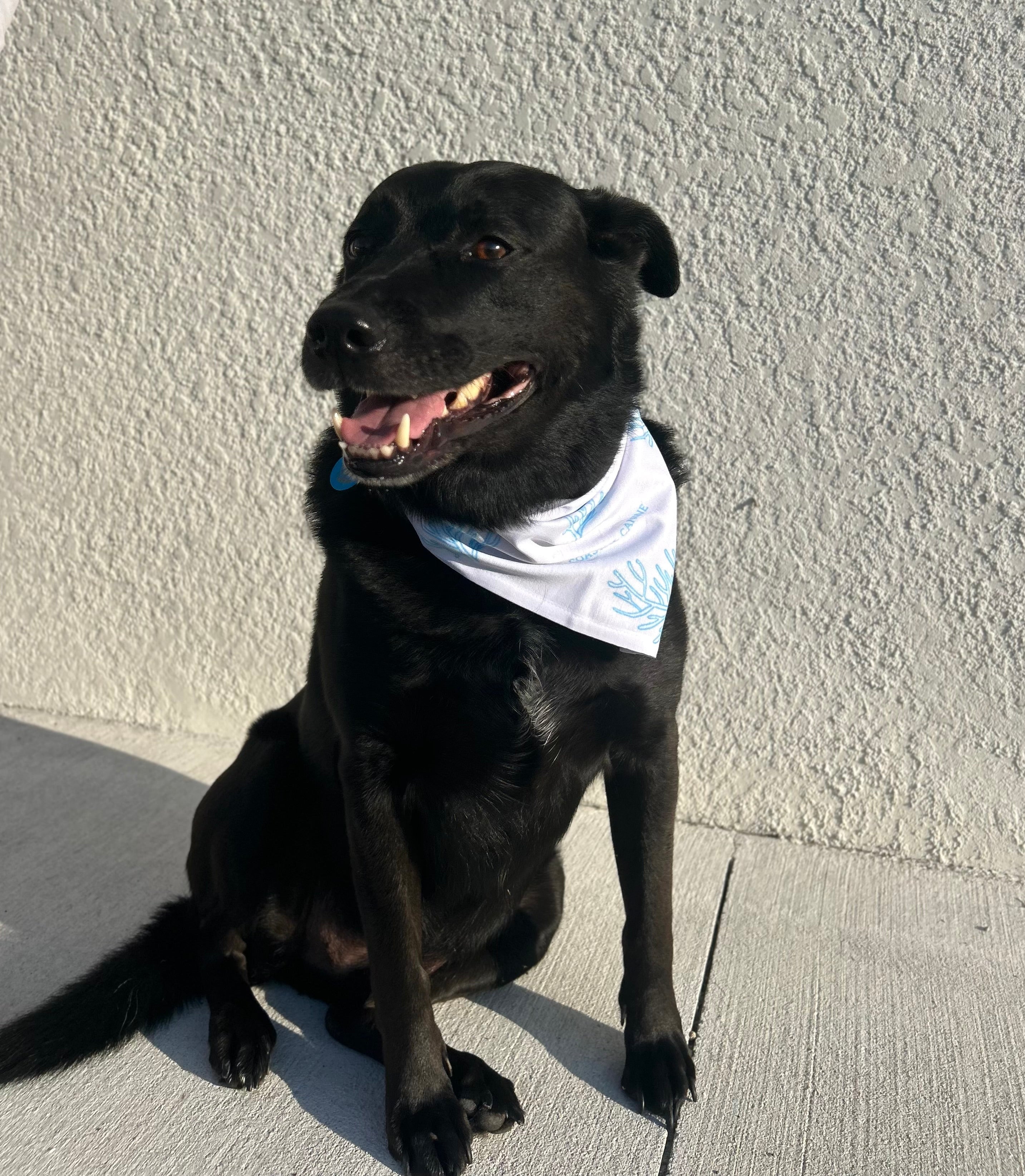 Coral Themed Dog Bandanna