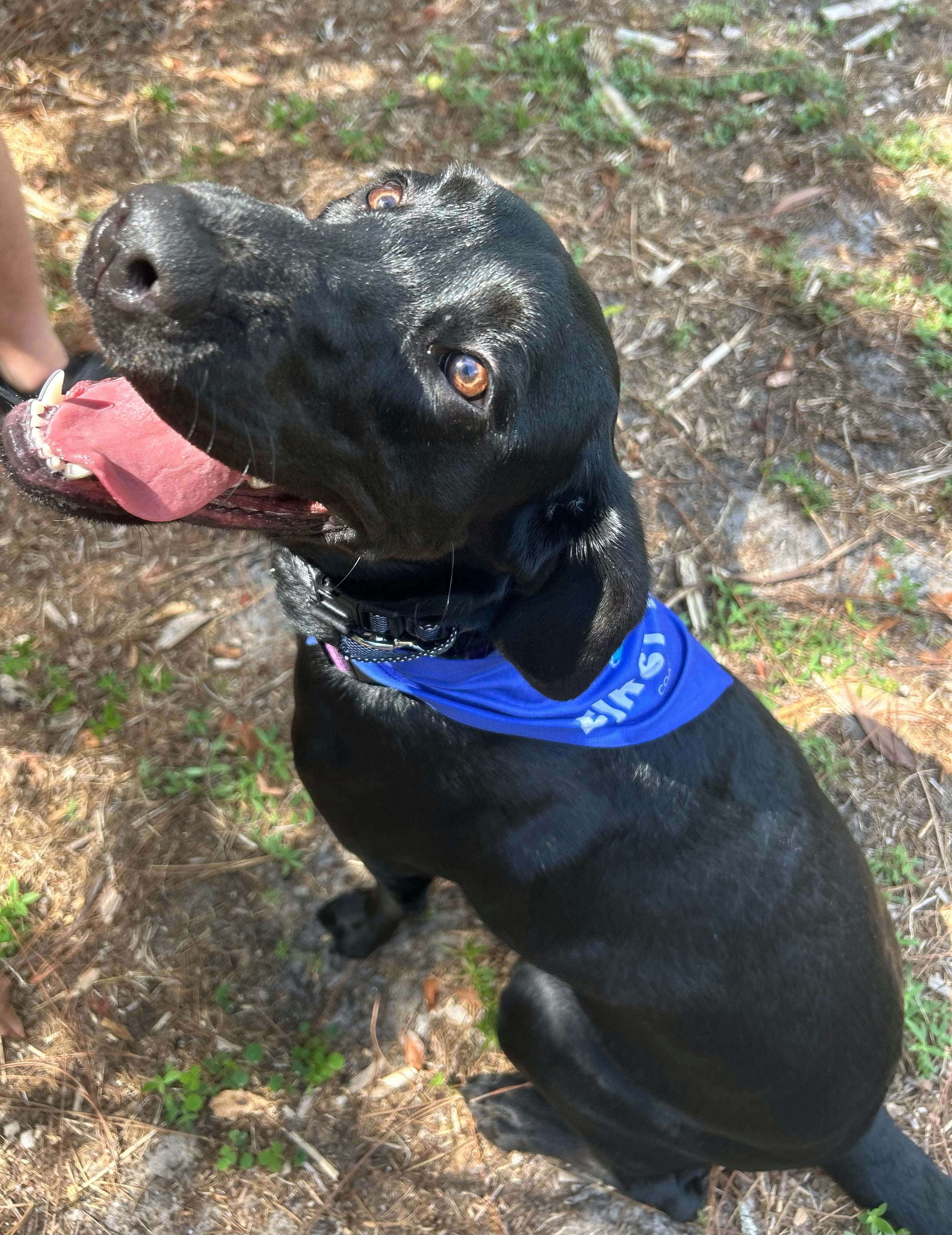 First Mate Dog Bandanna