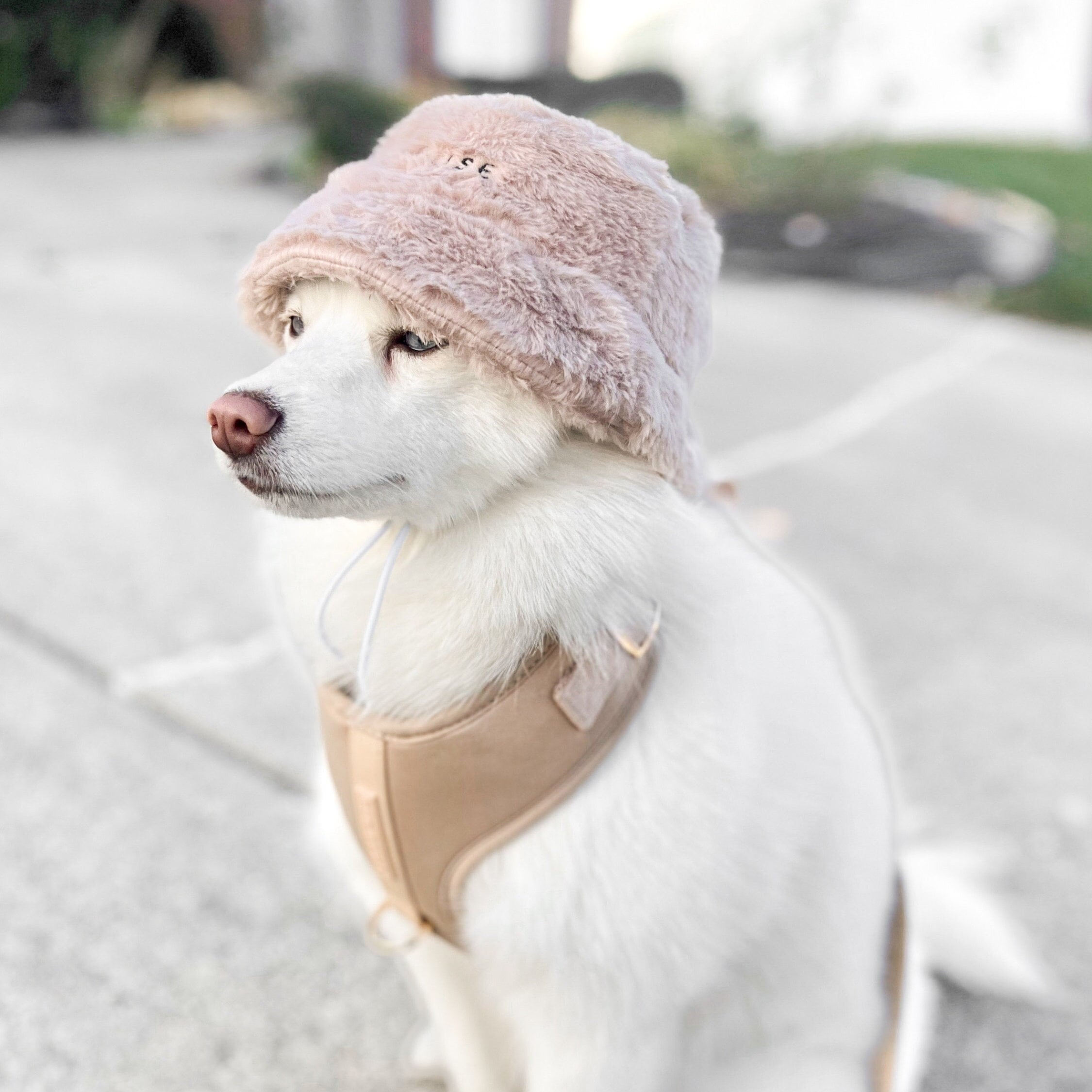 Furi Pet Hat - Sand