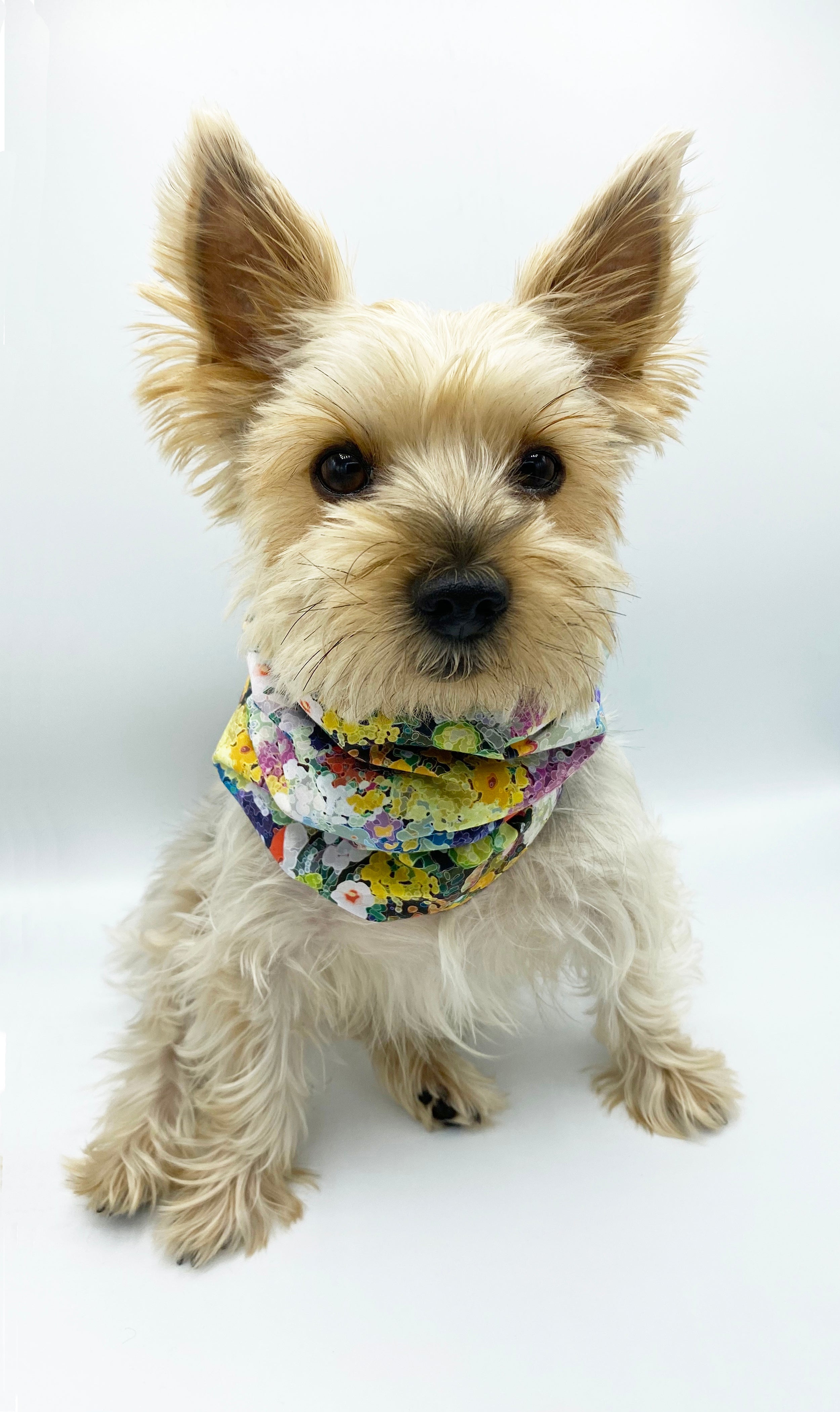 'Brett' Reversible Pet Snood