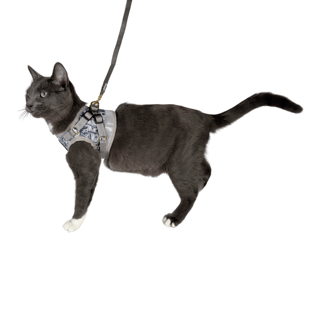 "Cash Cat" Limited Edition Harness & Leash Set
