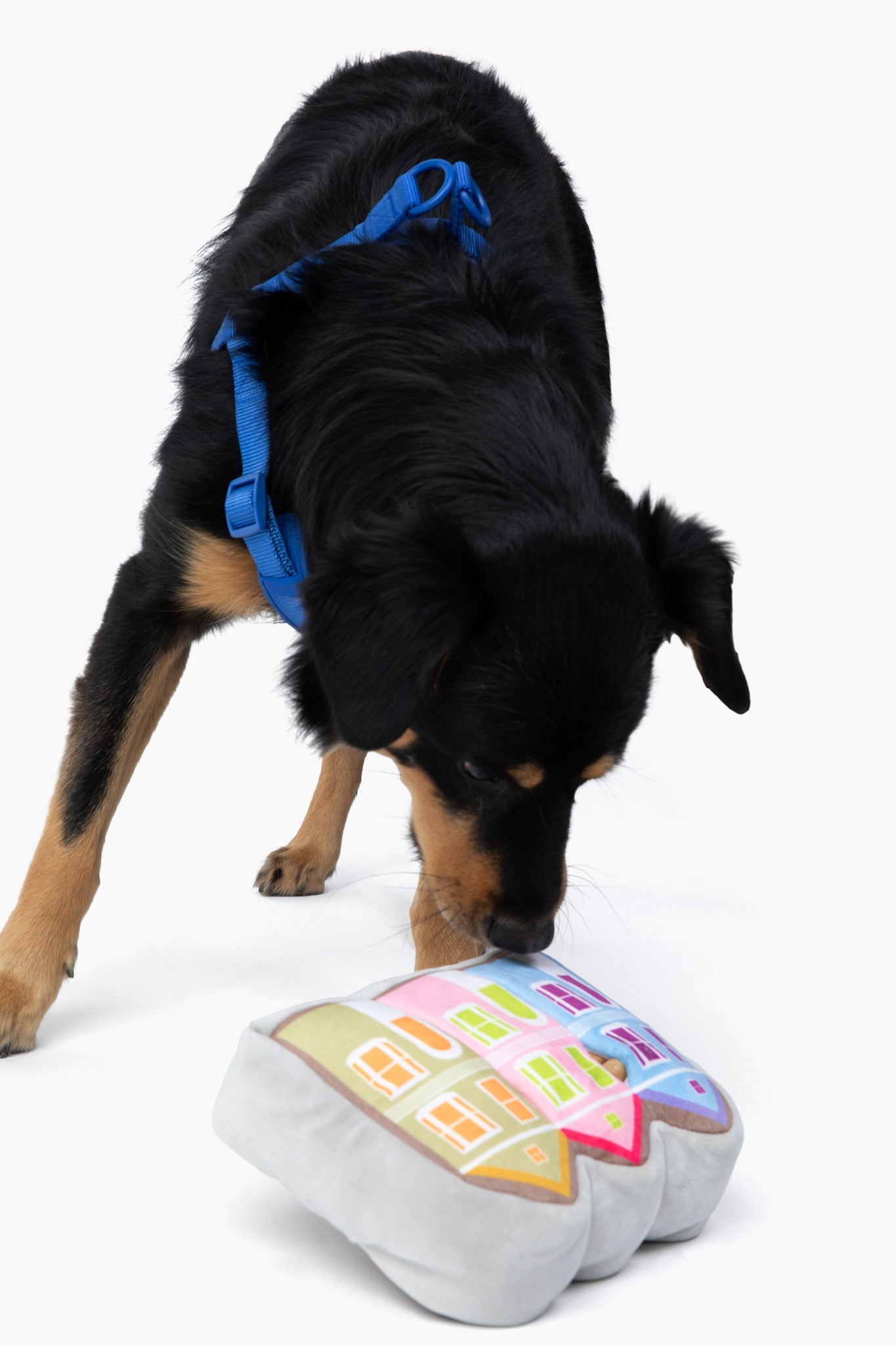 Painted Ladies Nose Work Dog Toy