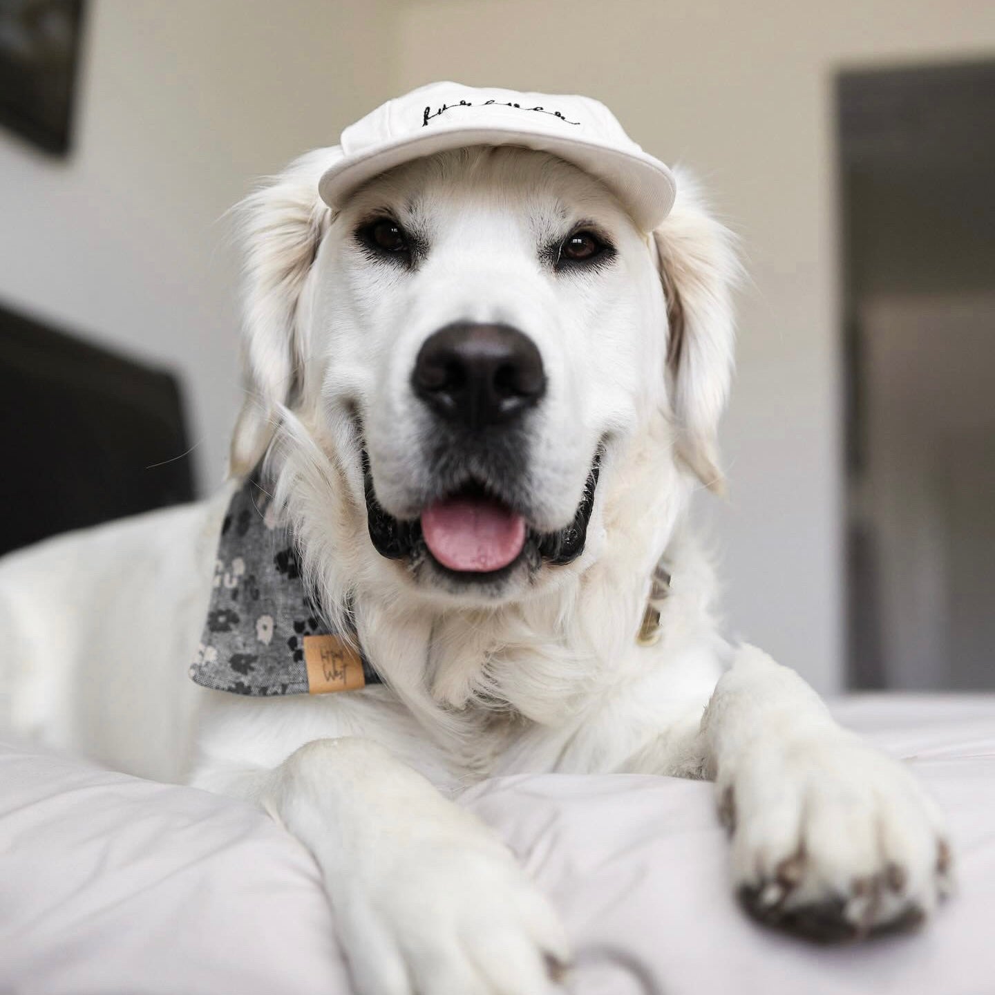 Furever Pet Hat