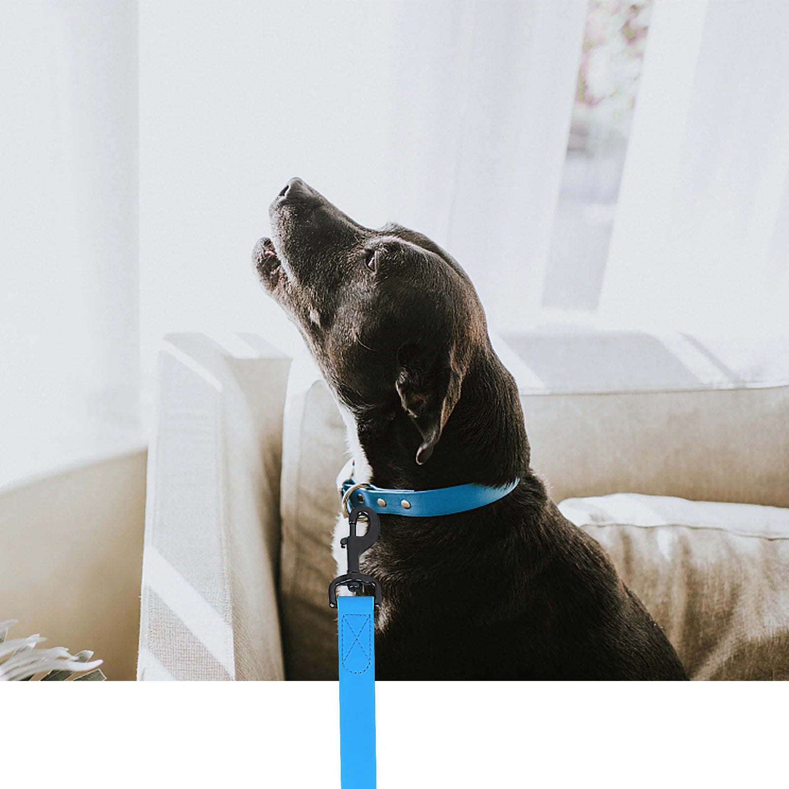 QuickDry Waterproof PVC Dog Leash - Multiple Lengths