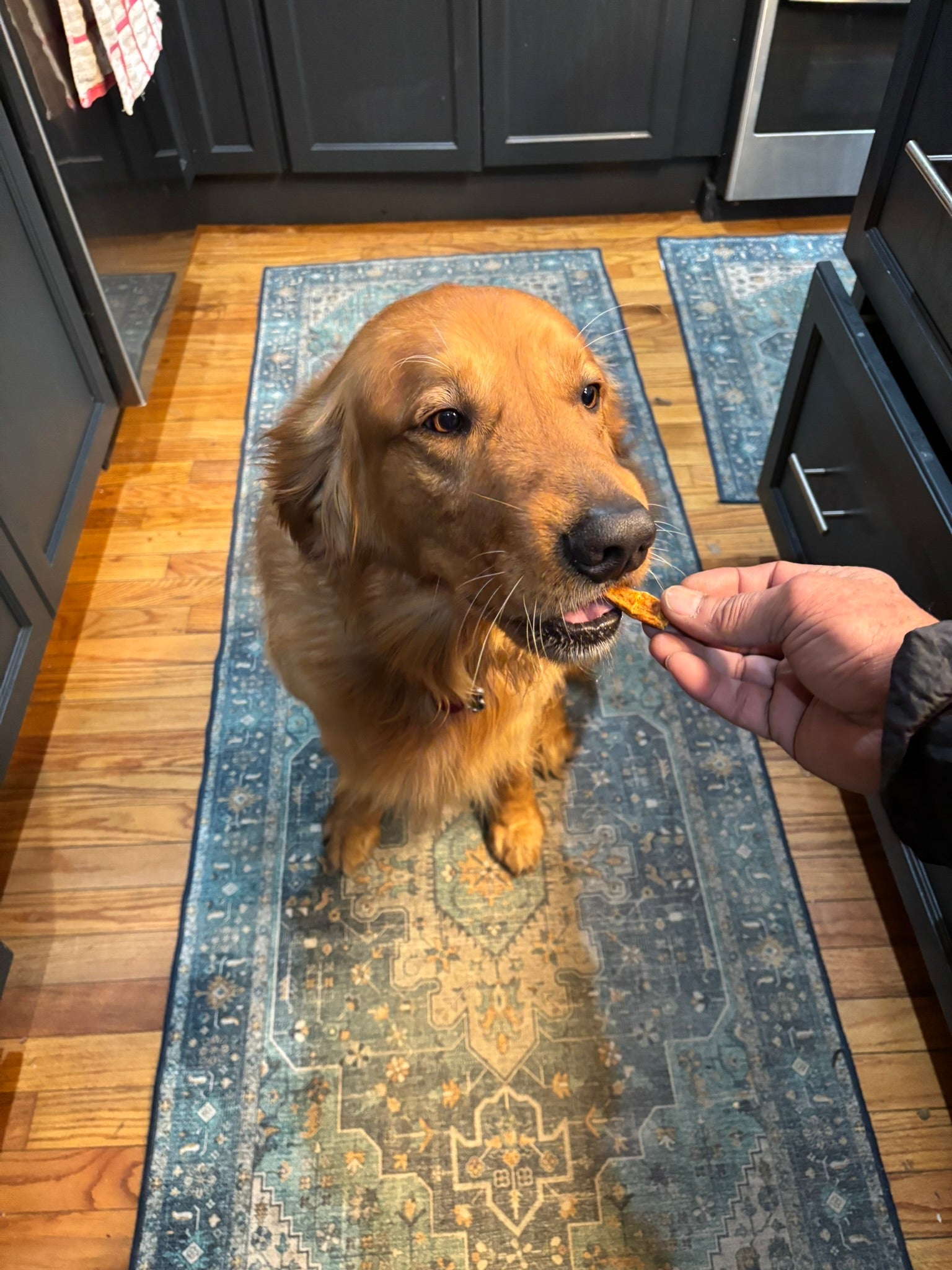 Organic Finn's Fruit n Veggie Sticks / Turkey Pumpkin Jerky BUNDLE