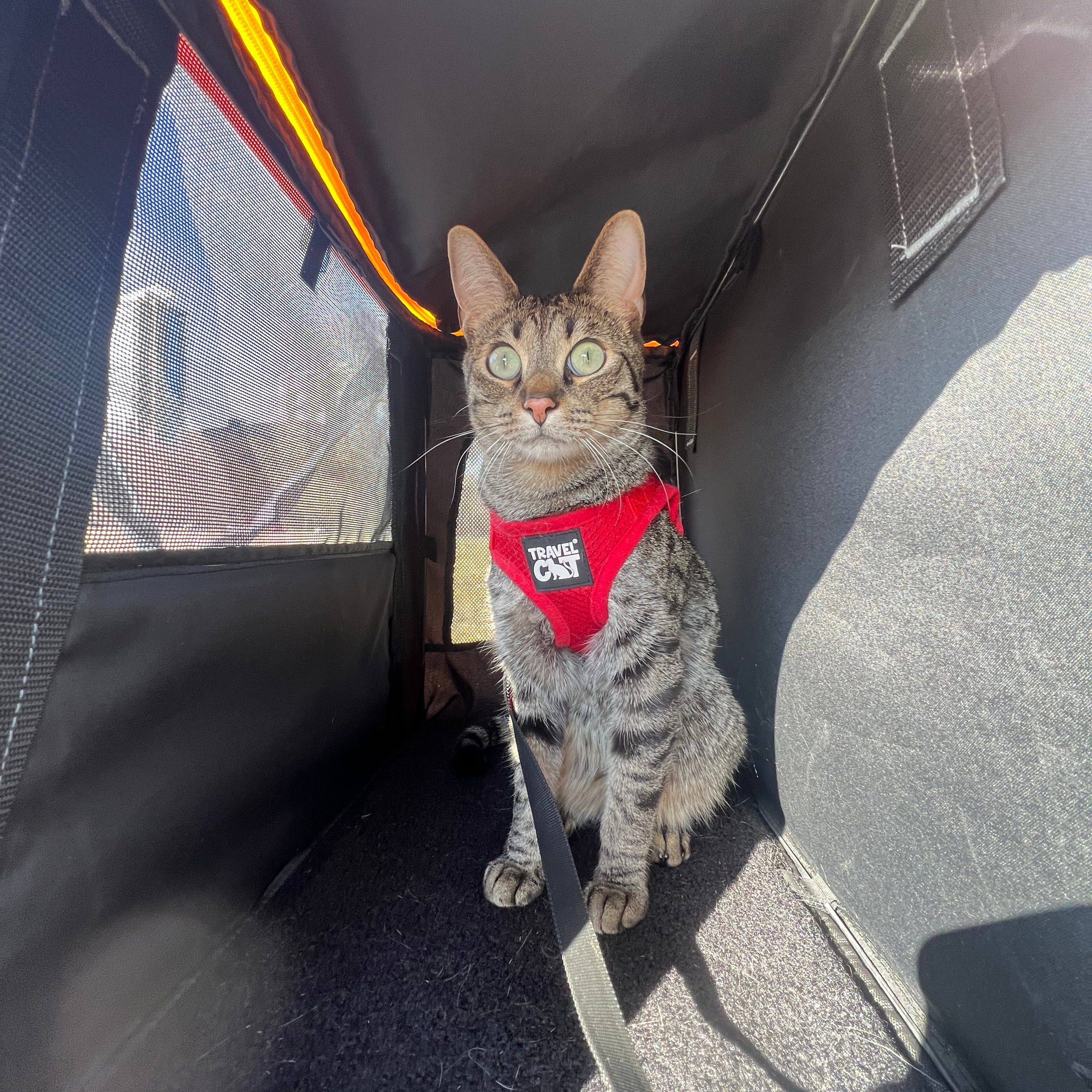 “The Pack N' Paw” Light & Slim Collapsible Cat Crate & Carrier