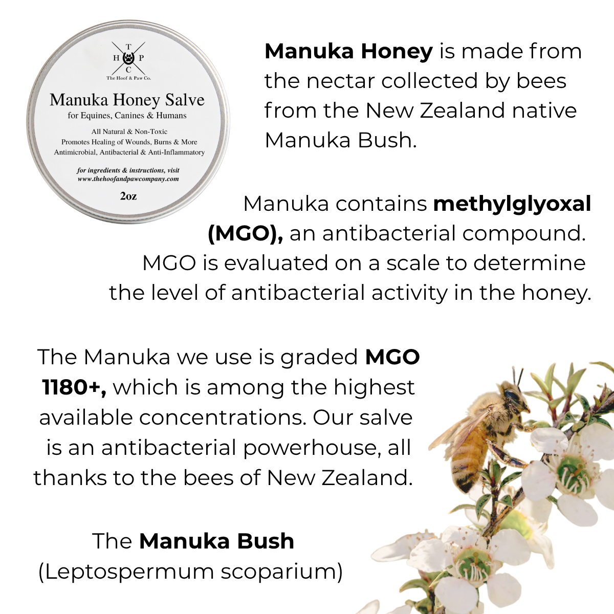 Manuka Honey Salve for Dogs, Horses & Humans