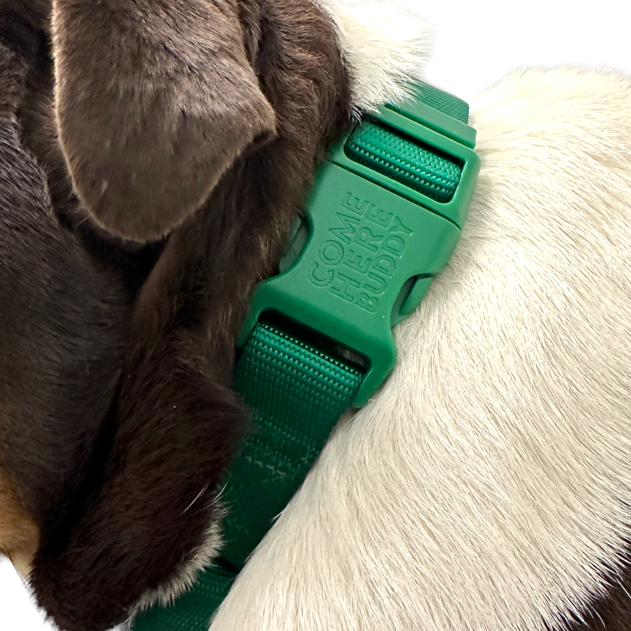 Martingale Dog Collar