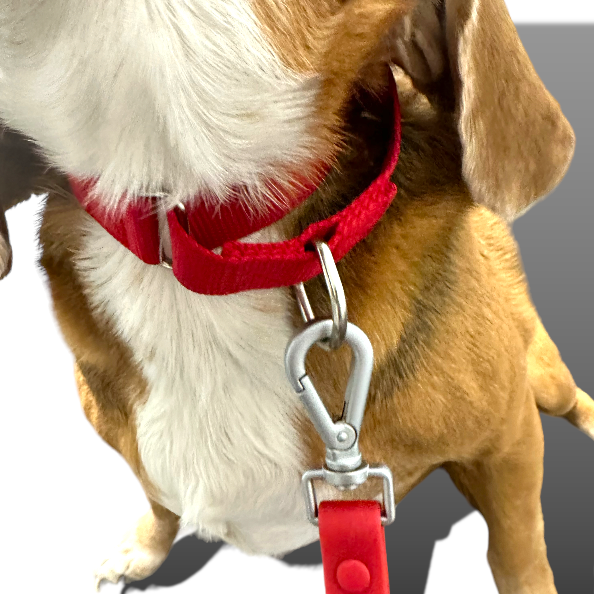 Martingale Dog Collar