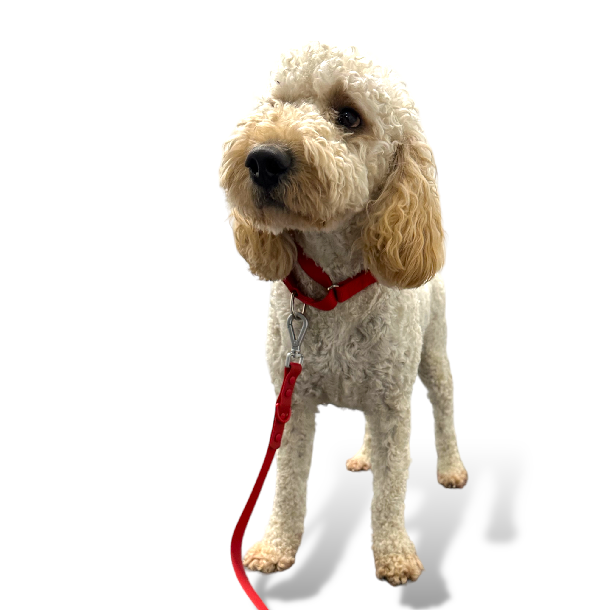 Martingale Dog Collar