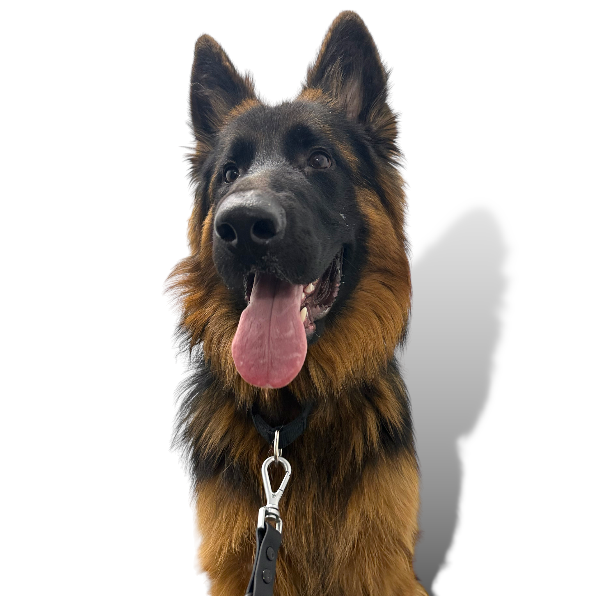 Martingale Dog Collar