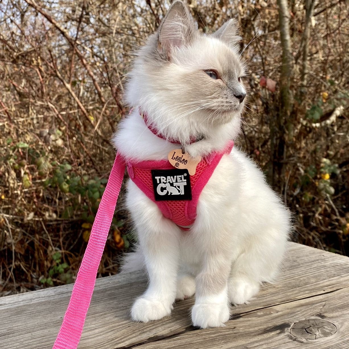 "The Purrfectly Pink" Iridescent Limited-Edition Harness & Leash Set