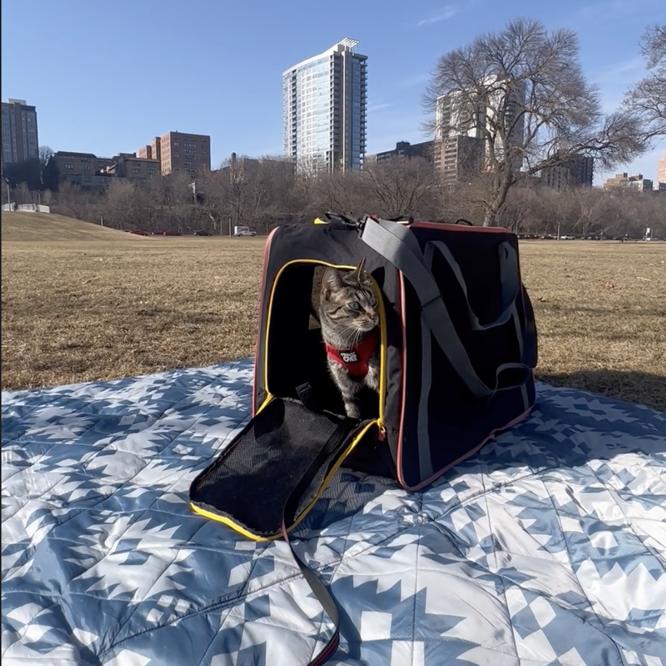 “The Pack N' Paw” Light & Slim Collapsible Cat Crate & Carrier