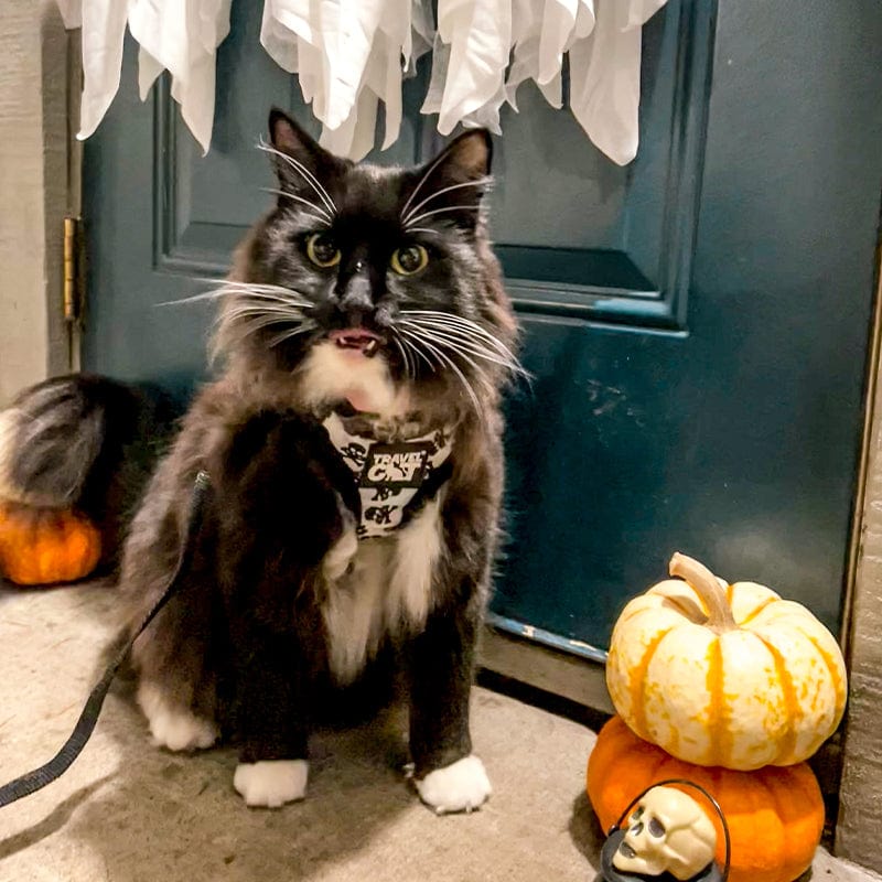"The True Adventurer" Reflective Cat & Kitten Harness and Leash