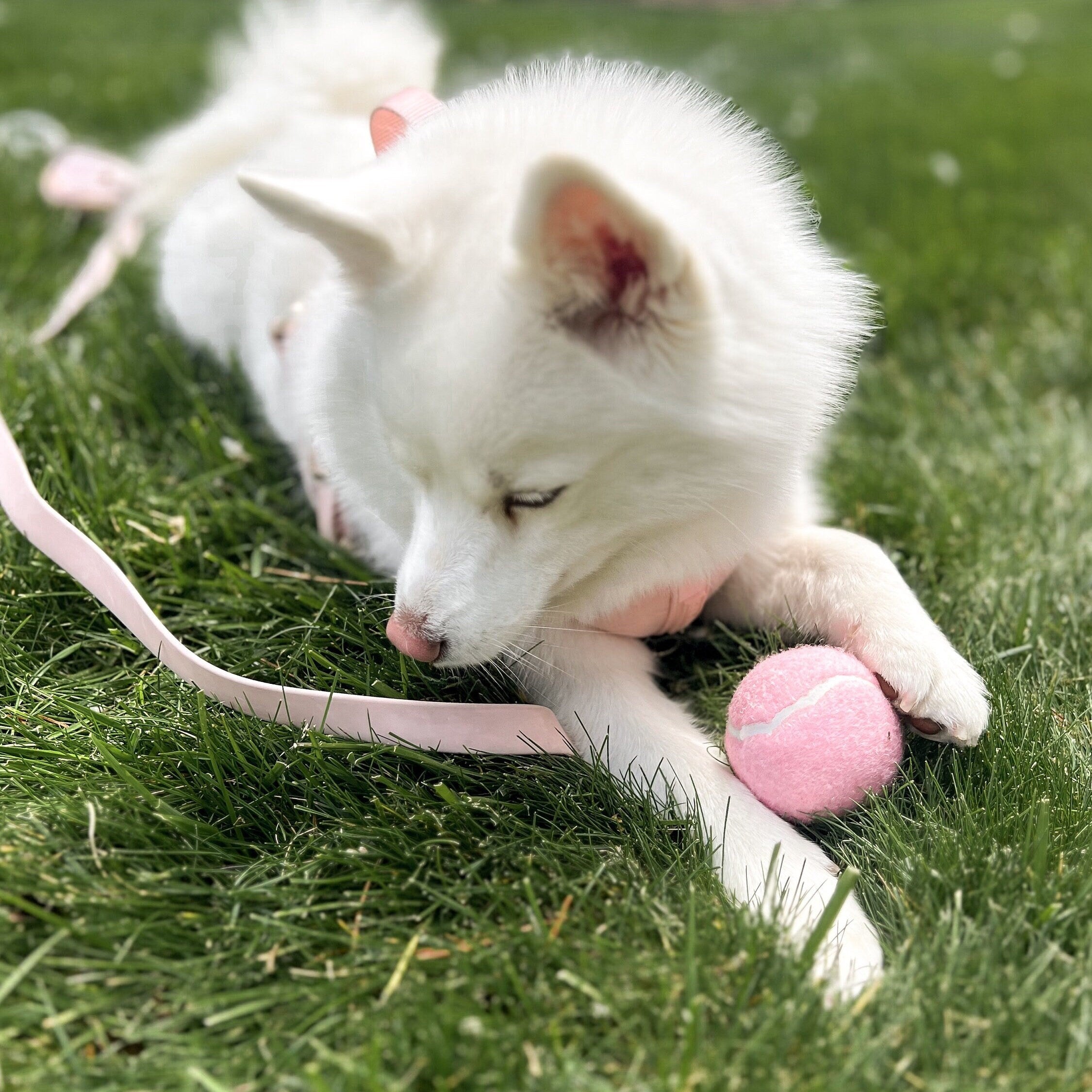 Classic Tennis Ball - Rose