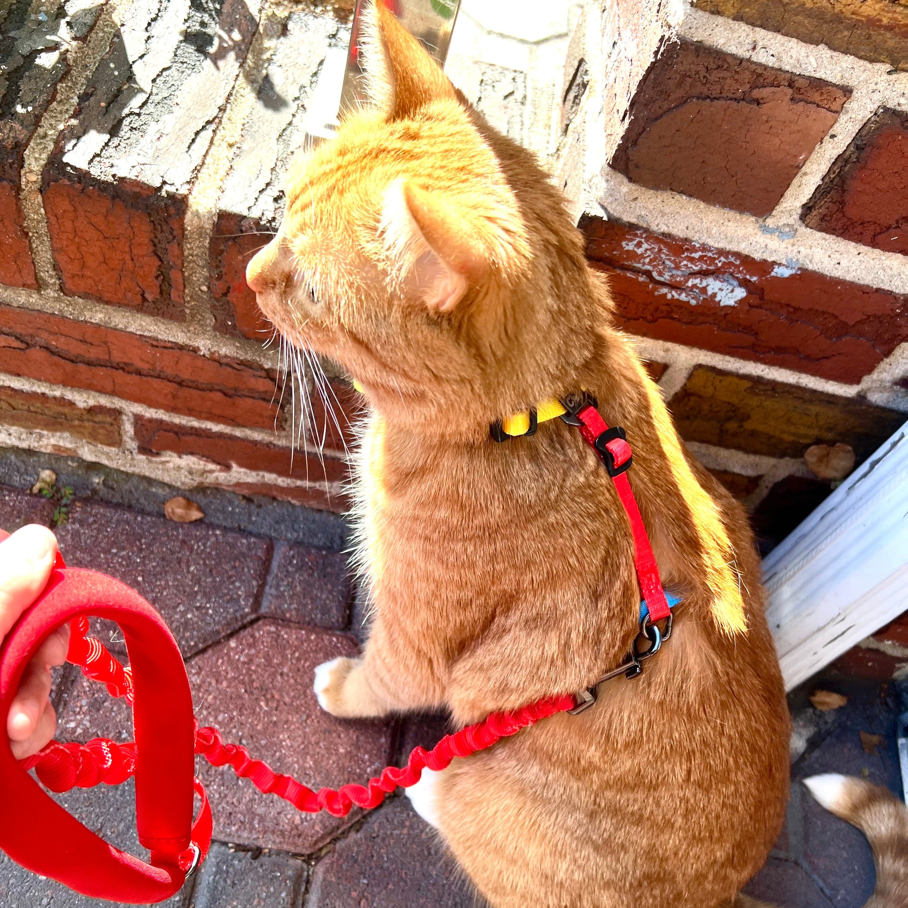 "The Day Tripper" Perfect Adjustable H-Style Cat Harness & Bungee Leash Set - Color Block