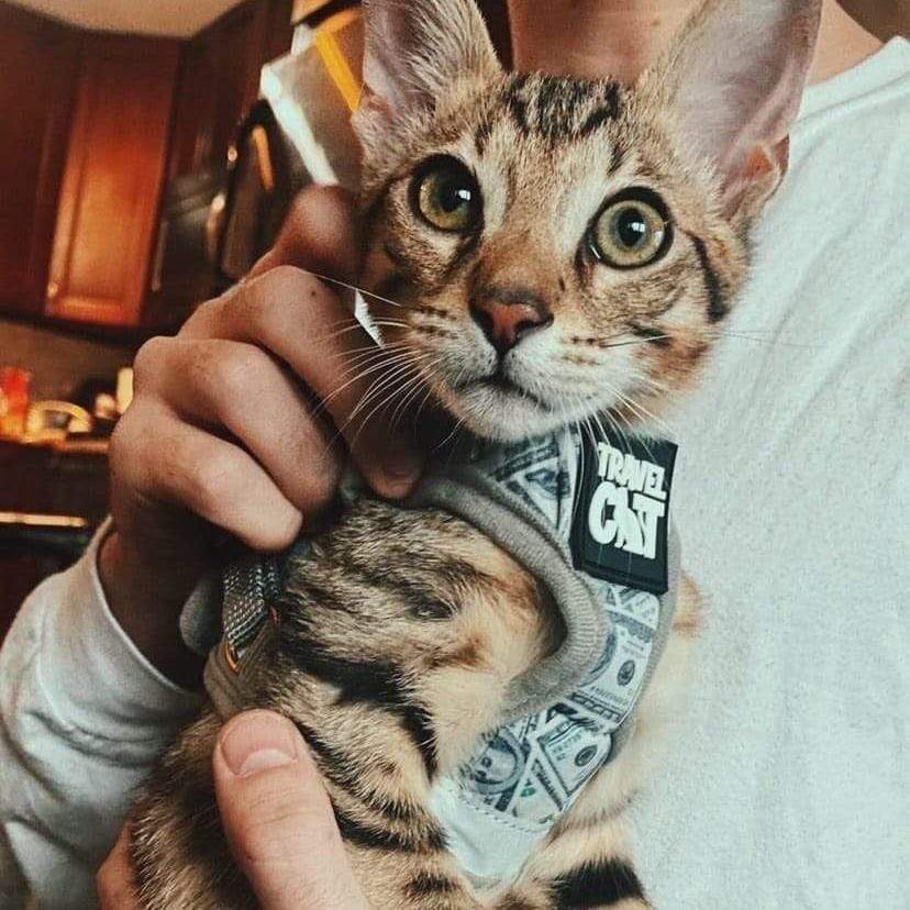 "Cash Cat" Limited Edition Harness & Leash Set