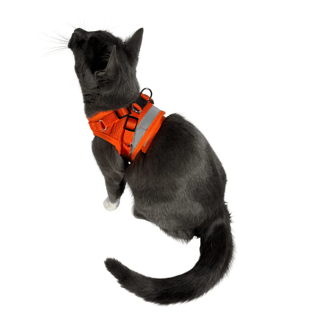 "The True Adventurer" Reflective Cat & Kitten Harness and Leash