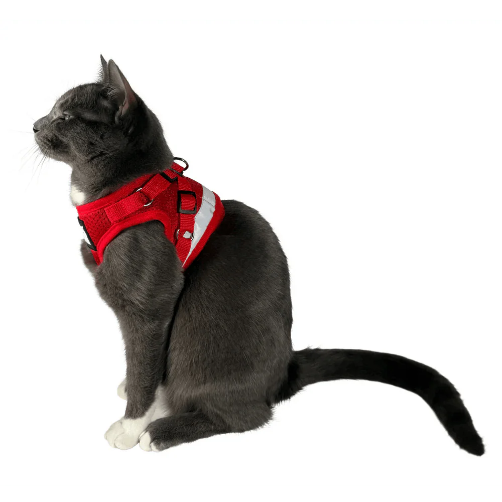 "The True Adventurer" Reflective Cat & Kitten Harness and Leash