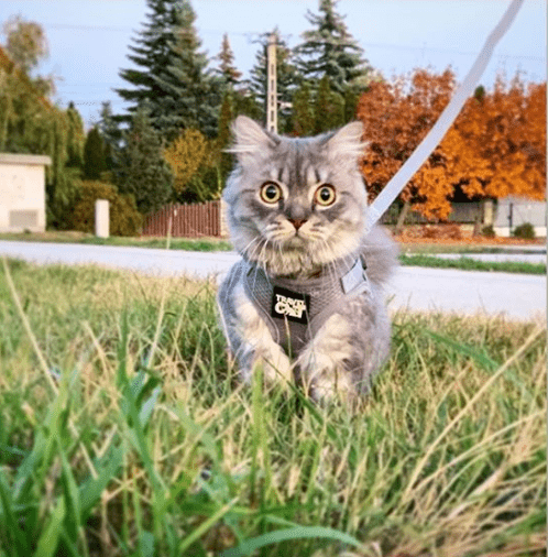 "The Wind in My Whiskers" Bundle: Harness, Leash, and Retractable Leash