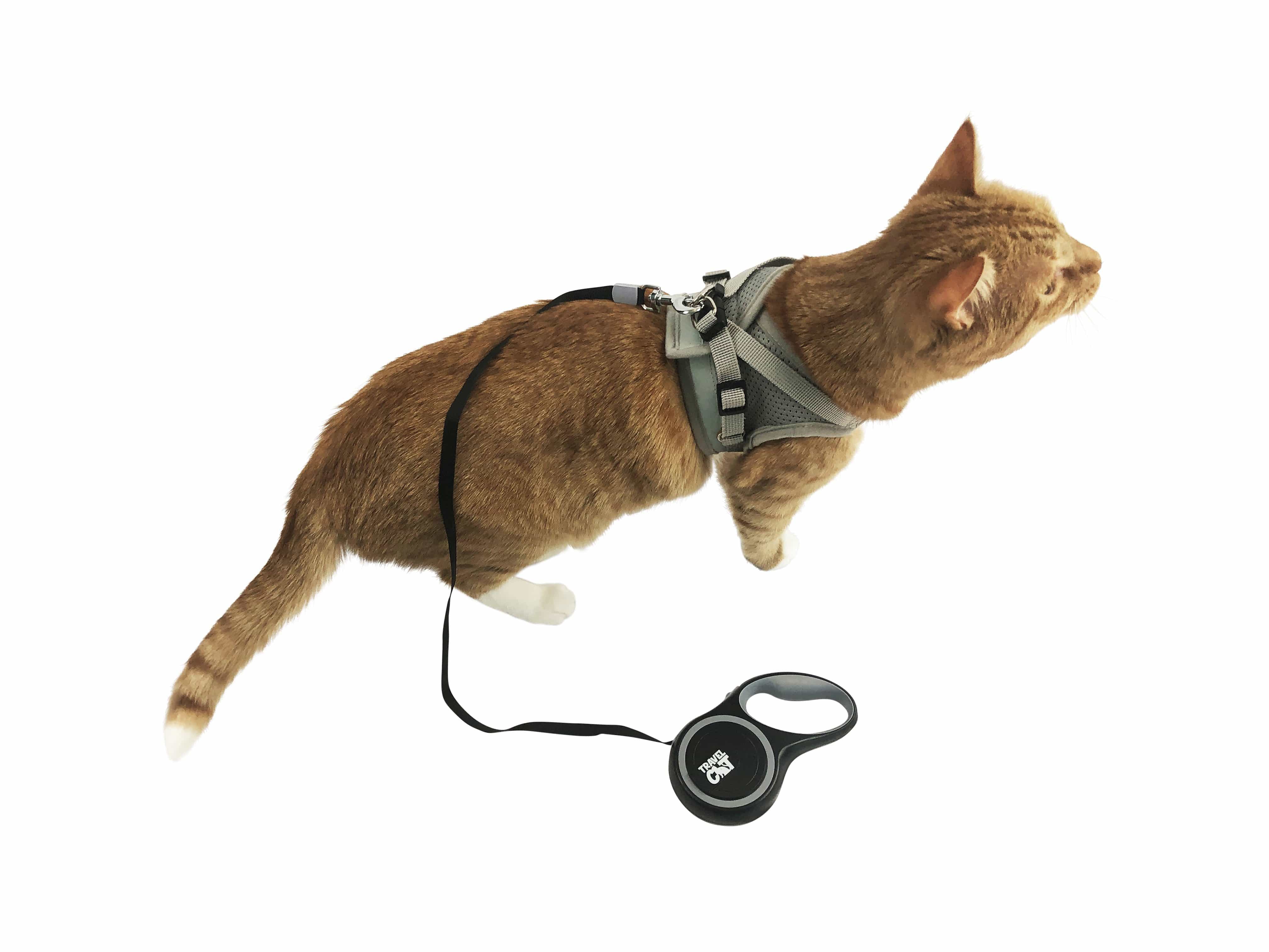 "The Wind in My Whiskers" Bundle: Harness, Leash, and Retractable Leash